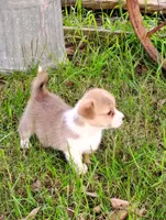 Leo-AKC, a male Pembroke Welsh Corgi for sale in Hanover, KS – 3 of 9