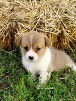 Leo-AKC, a male Pembroke Welsh Corgi for sale in Hanover, KS – 6 of 9