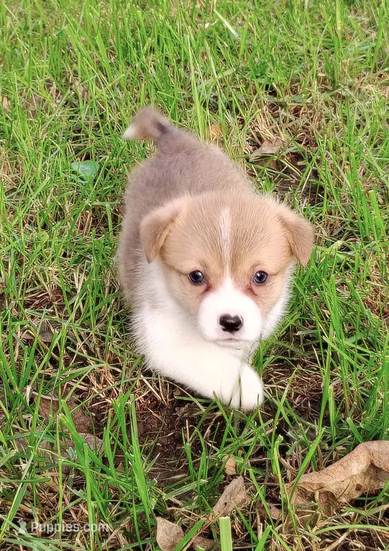 Leo-AKC – Pembroke Welsh Corgi puppy for sale in Hanover, KS