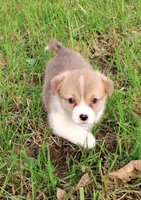 Leo-AKC, a male Pembroke Welsh Corgi for sale in Hanover, KS – 2 of 9