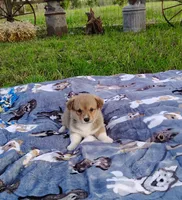 Ryo-AKC, a male Pembroke Welsh Corgi for sale in Hanover, KS – 9 of 10