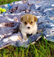 Leo-AKC, a male Pembroke Welsh Corgi for sale in Hanover, KS – 4 of 9