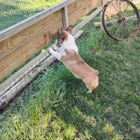 Chance-AKC reg., a female Pembroke Welsh Corgi for sale in Hanover, KS – 3 of 9