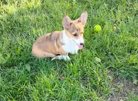Clover-AKC reg., a female Pembroke Welsh Corgi for sale in Hanover, KS – 4 of 10