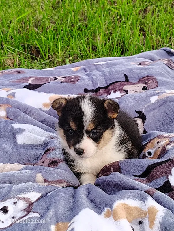 Lulu-AKC – Pembroke Welsh Corgi puppy for sale in Hanover, KS