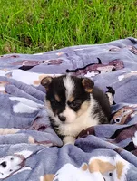 Lulu-AKC, a female Pembroke Welsh Corgi for sale in Hanover, KS – 1 of 10