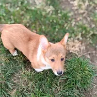 Shay, a female Pembroke Welsh Corgi for sale in Hanover, KS – 7 of 7