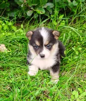 Lulu-AKC, a female Pembroke Welsh Corgi for sale in Hanover, KS – 10 of 10