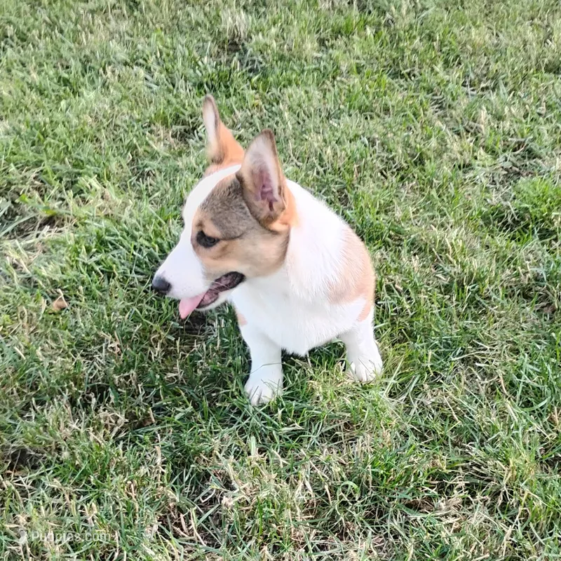 Chance-AKC reg. – Pembroke Welsh Corgi puppy for sale in Hanover, KS