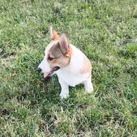 Chance-AKC reg., a female Pembroke Welsh Corgi for sale in Hanover, KS – 1 of 9