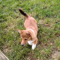 Shay, a female Pembroke Welsh Corgi for sale in Hanover, KS – 5 of 7