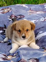 Ryo-AKC, a male Pembroke Welsh Corgi for sale in Hanover, KS – 1 of 10
