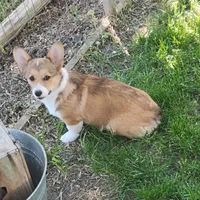 Honey Bear-AKC reg., a female Pembroke Welsh Corgi for sale in Hanover, KS – 4 of 9