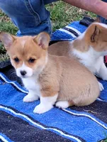 Honey Bear-AKC reg., a female Pembroke Welsh Corgi for sale in Hanover, KS – Photo 5 of 6