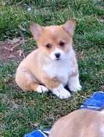 Honey Bear-AKC reg., a female Pembroke Welsh Corgi for sale in Hanover, KS – Photo 2 of 6