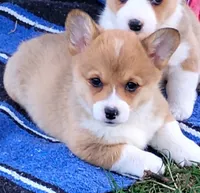 Honey Bear-AKC reg., a female Pembroke Welsh Corgi for sale in Hanover, KS – Photo 3 of 6