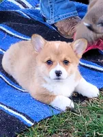 Honey Bear-AKC reg., a female Pembroke Welsh Corgi for sale in Hanover, KS – Photo 4 of 6
