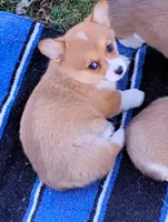 Honey Bear-AKC reg., a female Pembroke Welsh Corgi for sale in Hanover, KS – Photo 6 of 6