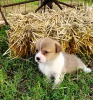 Leo-AKC, a male Pembroke Welsh Corgi for sale in Hanover, KS – 7 of 9