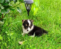 Lulu-AKC, a female Pembroke Welsh Corgi for sale in Hanover, KS – 9 of 10