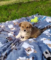 Ryo-AKC, a male Pembroke Welsh Corgi for sale in Hanover, KS – 2 of 10