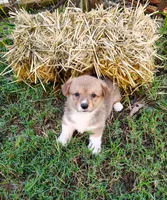 Ryo-AKC, a male Pembroke Welsh Corgi for sale in Hanover, KS – 4 of 10