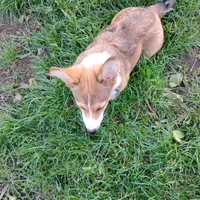 Clover-AKC reg., a female Pembroke Welsh Corgi for sale in Hanover, KS – 8 of 10