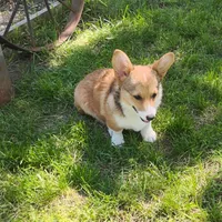 Honey Bear-AKC reg., a female Pembroke Welsh Corgi for sale in Hanover, KS – 6 of 9