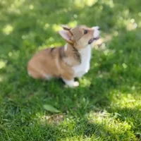Honey Bear-AKC reg., a female Pembroke Welsh Corgi for sale in Hanover, KS – 3 of 9