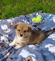 Ryo-AKC, a male Pembroke Welsh Corgi for sale in Hanover, KS – 10 of 10