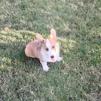 Chance-AKC reg., a female Pembroke Welsh Corgi for sale in Hanover, KS – 7 of 9