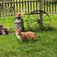 Shay, a female Pembroke Welsh Corgi for sale in Hanover, KS – 4 of 7
