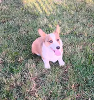 Chance-AKC reg., a female Pembroke Welsh Corgi for sale in Hanover, KS – 6 of 9
