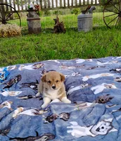 Ryo-AKC, a male Pembroke Welsh Corgi for sale in Hanover, KS – 8 of 10