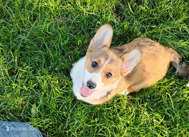 Clover-AKC reg. – Pembroke Welsh Corgi puppy for sale in Hanover, KS