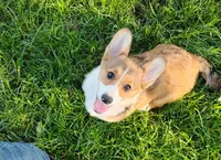 Clover-AKC reg., a female Pembroke Welsh Corgi for sale in Hanover, KS – 1 of 10