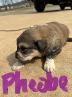 Phoebe, a female Anatolian Shepherd Dog and Great Pyrenees for sale in Tyler, TX – Photo 2 of 2