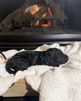 Bella (Blue collar), a female Bernedoodle for sale in Bardstown, KY – Photo 2 of 7