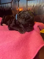 Blue, a female Bernedoodle for sale in Bardstown, KY – Photo 4 of 9