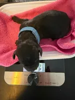 Blue, a female Bernedoodle for sale in Bardstown, KY – Photo 5 of 9