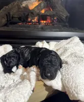 Bella (Blue collar), a female Bernedoodle for sale in Bardstown, KY – Photo 1 of 7