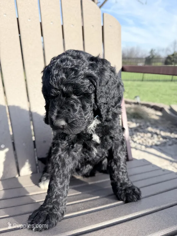 Bella (Blue collar) – Bernedoodle puppy on hold in Bardstown, KY