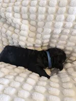 Blue, a female Bernedoodle for sale in Bardstown, KY – Photo 2 of 9