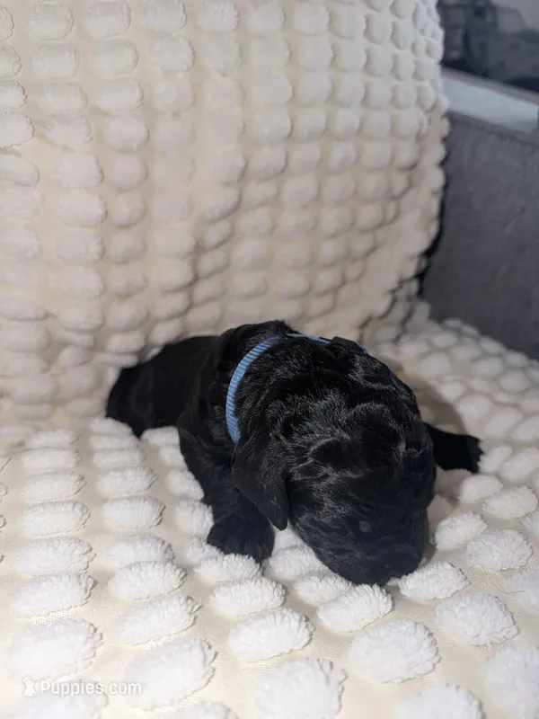 Blue, a female Bernedoodle for sale in Bardstown, KY – Photo 1 of 9