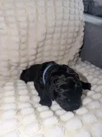 Blue, a female Bernedoodle for sale in Bardstown, KY – Photo 1 of 9