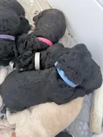 Blue, a female Bernedoodle for sale in Bardstown, KY – Photo 3 of 9