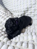 Parker (Purple collar), a female Bernedoodle for sale in Bardstown, KY – Photo 4 of 9