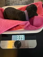 Purple, a female Bernedoodle for sale in Bardstown, KY – Photo 2 of 6