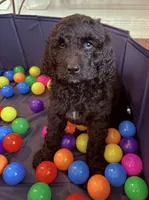 Parker (Purple collar), a female Bernedoodle for sale in Bardstown, KY – Photo 3 of 10