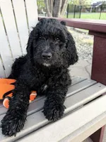 Parker (Purple collar), a female Bernedoodle for sale in Bardstown, KY – Photo 2 of 10